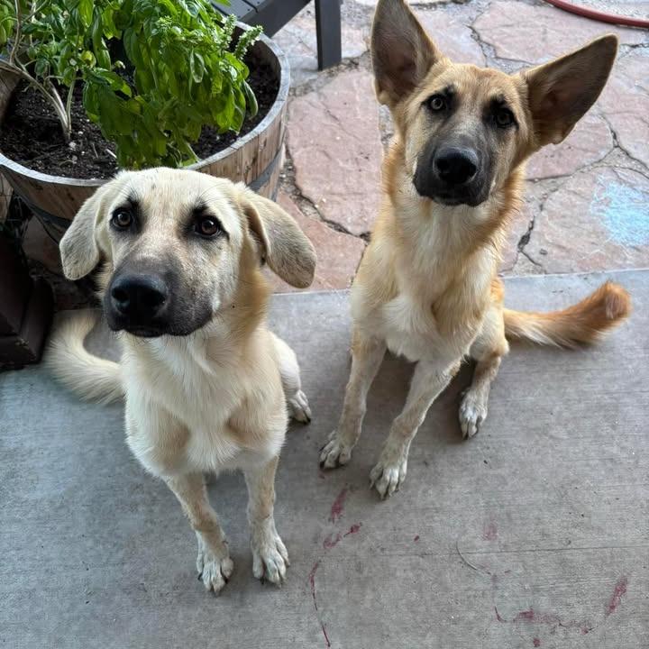 Enlarge Whiskey P47446, a Adoptable mixed breed in Corsicana, TX image 2/4