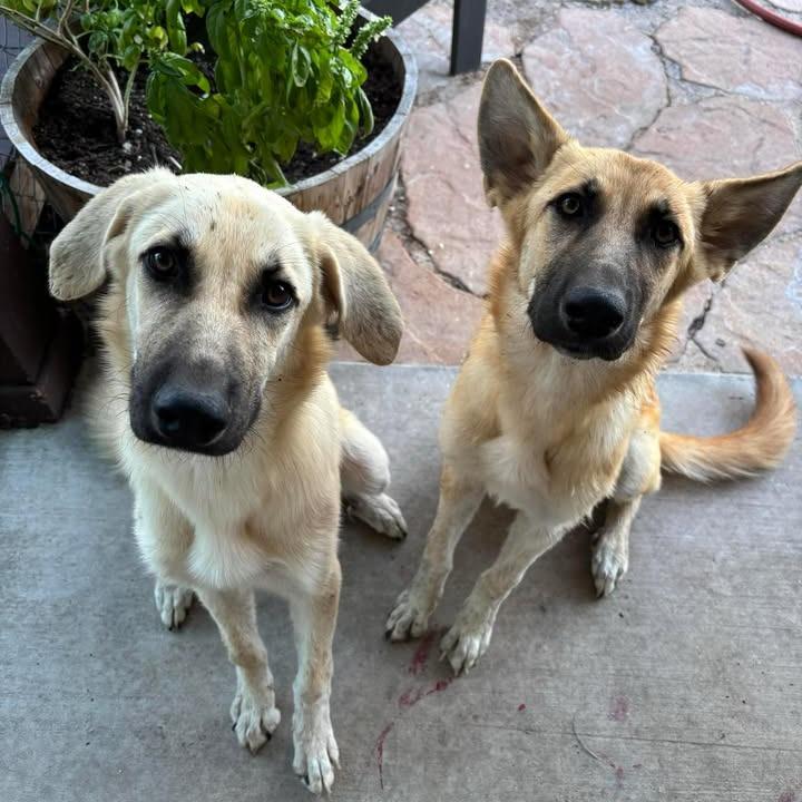 Enlarge Whiskey P47446, a Adoptable mixed breed in Corsicana, TX image 3/4