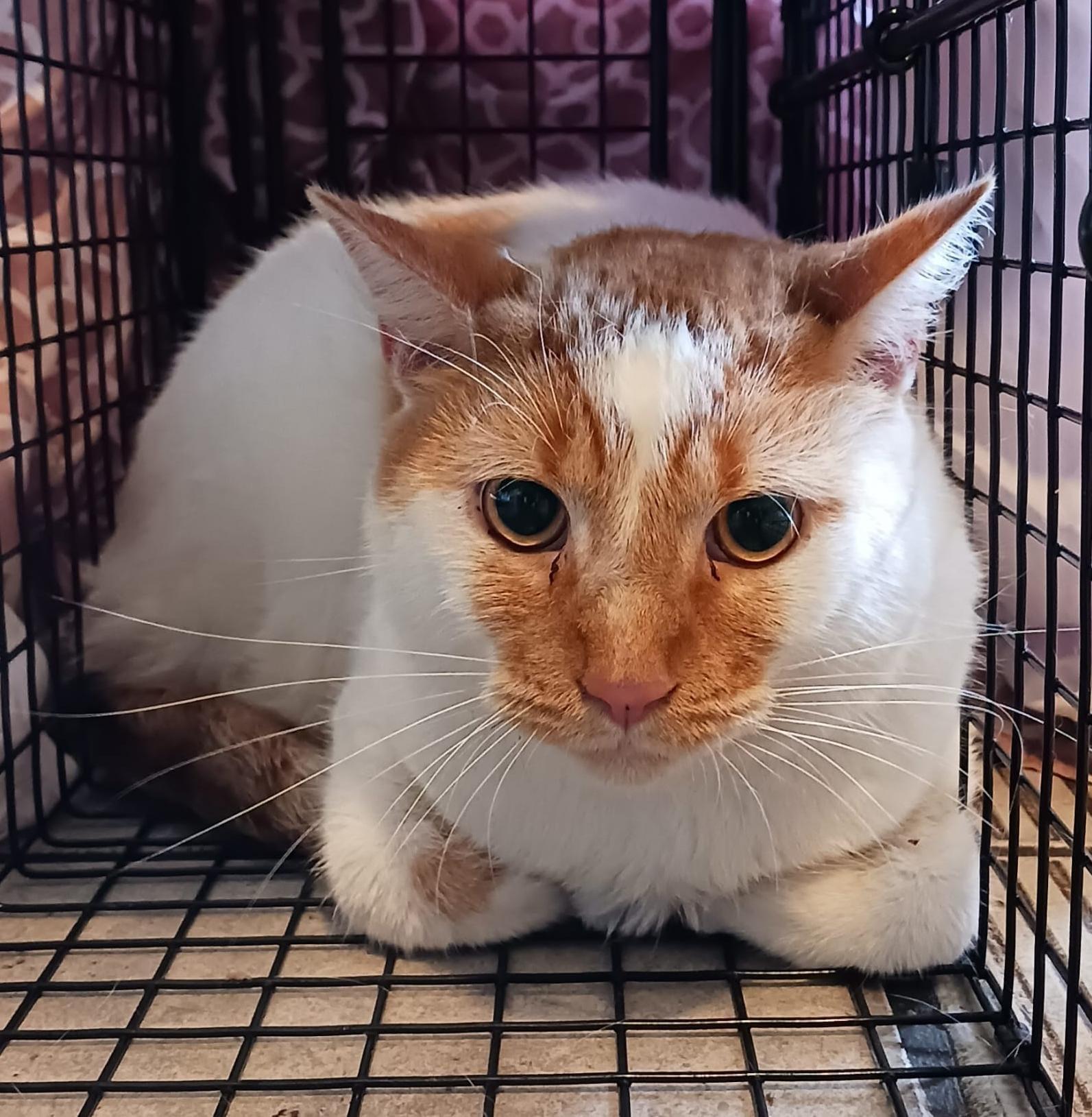 Praline, a Adoptable Domestic Short Hair in New York, NY image 5/6