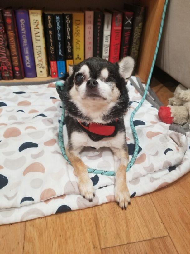 Maxx, an adopted Chihuahua in Sandown, NH image 3/6