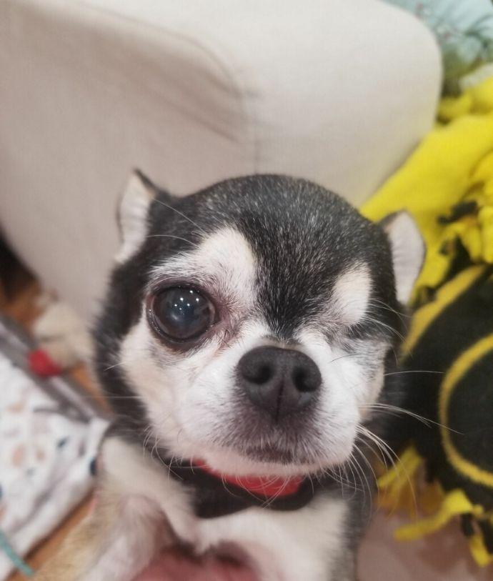 Maxx, an adopted Chihuahua in Sandown, NH image 4/6