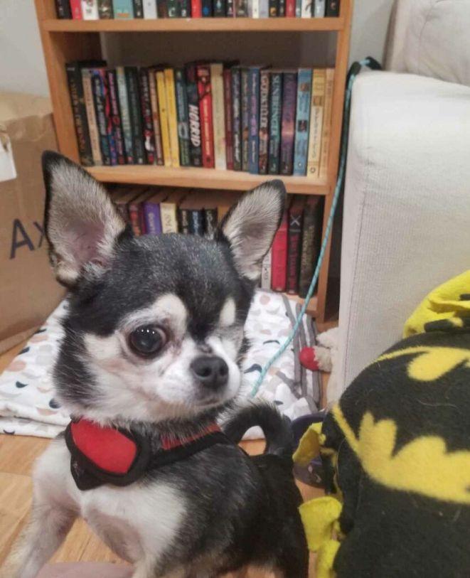 Maxx, an adopted Chihuahua in Sandown, NH image 1/6