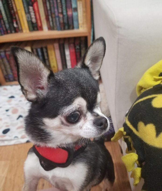 Maxx, an adopted Chihuahua in Sandown, NH image 6/6