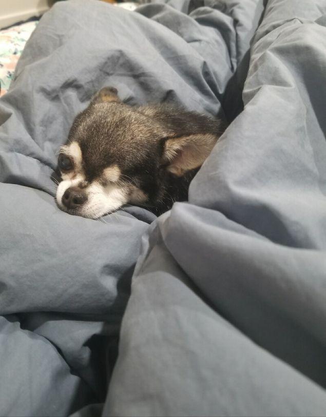 Maxx, an adopted Chihuahua in Sandown, NH image 5/6