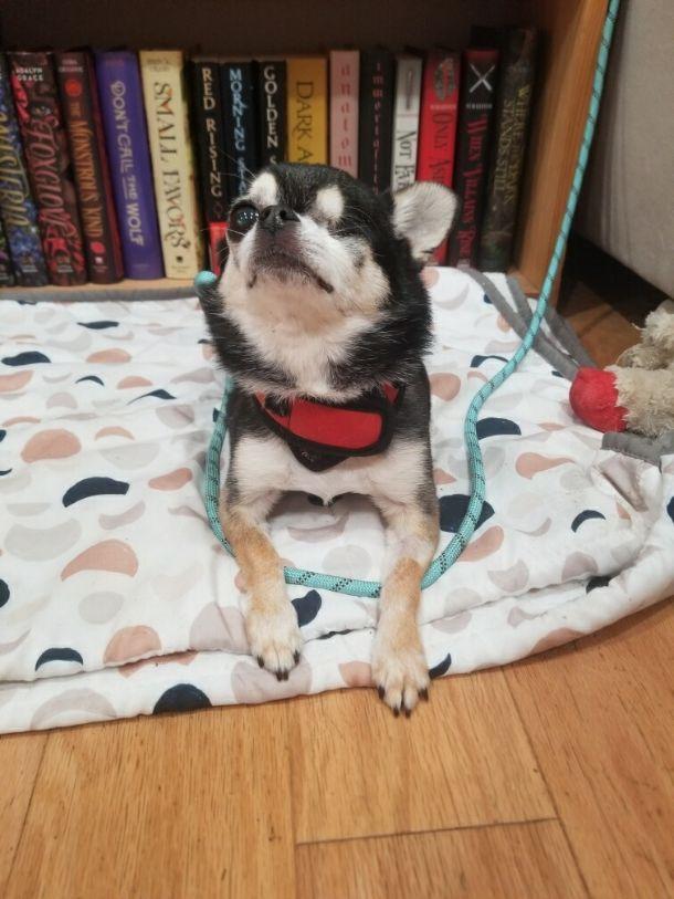 Maxx, an adopted Chihuahua in Sandown, NH image 2/6