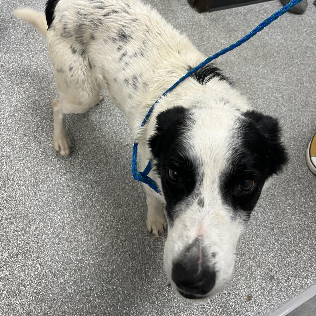 Weston, Adoptable, Adult Male Border Collie & Mixed Breed.