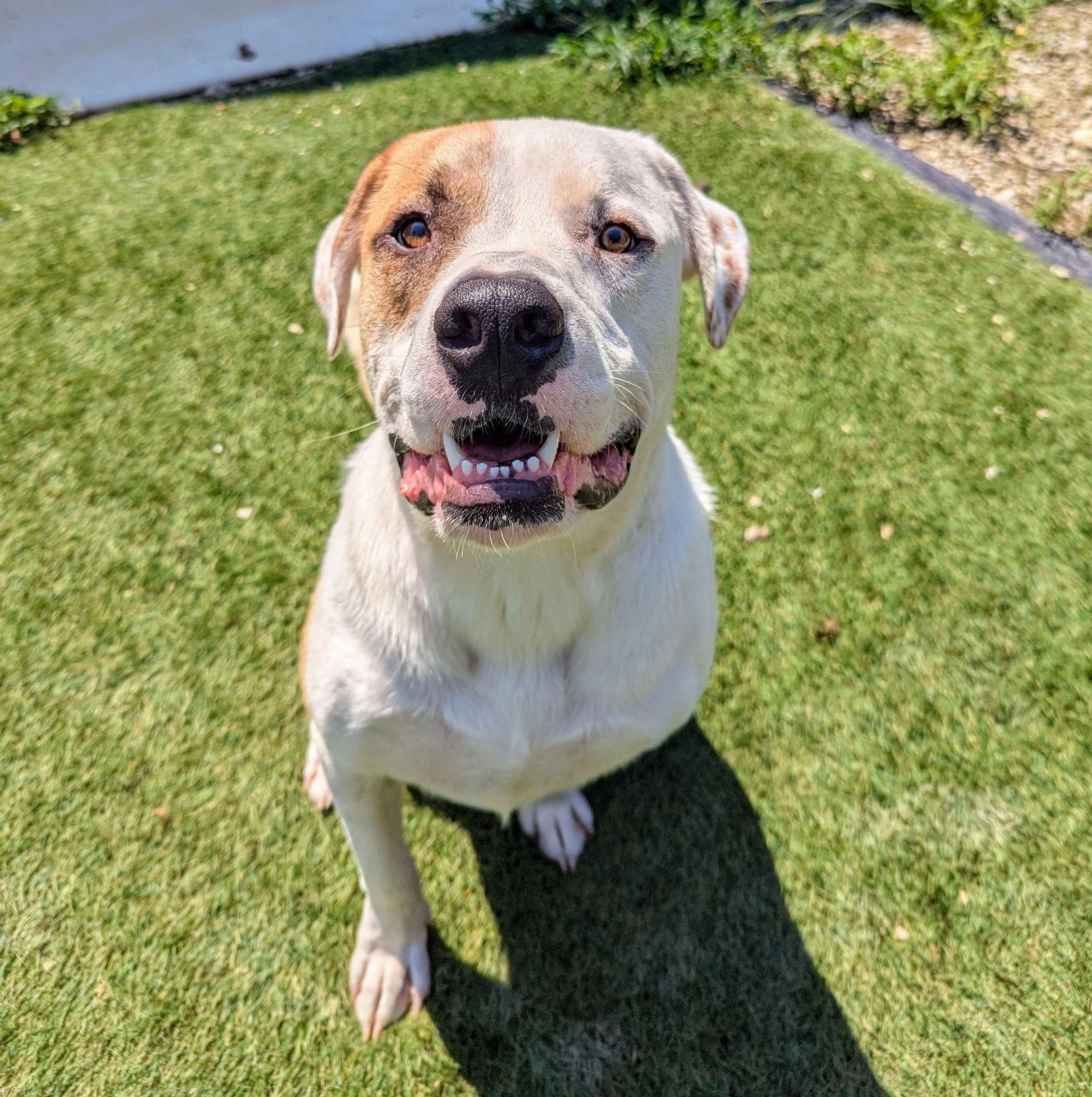 Zeppelin, Adoptable, Young Male Mastiff.