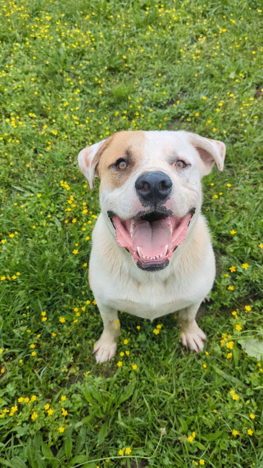 Zeppelin, a Adoptable Mastiff in Calhoun, GA image 2/3
