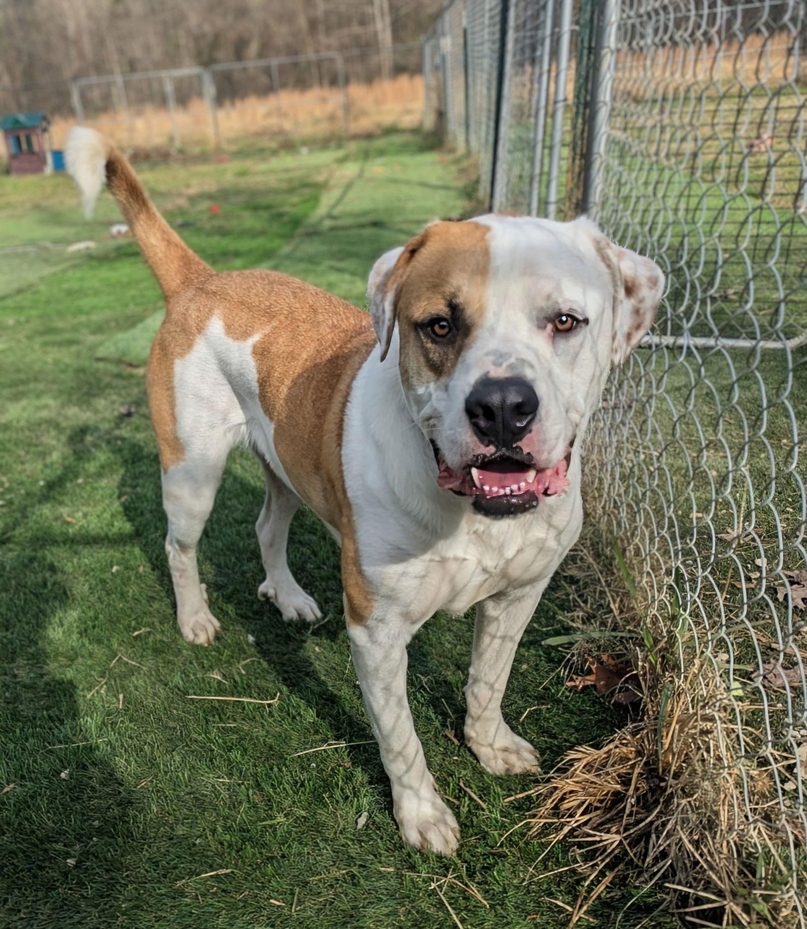 Zeppelin, a Adoptable Mastiff in Calhoun, GA image 3/3