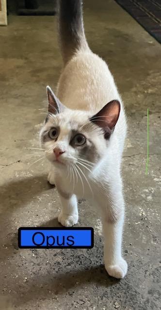 Enlarge Opus, an adopted Siamese in Zimmerman, MN image 1/1