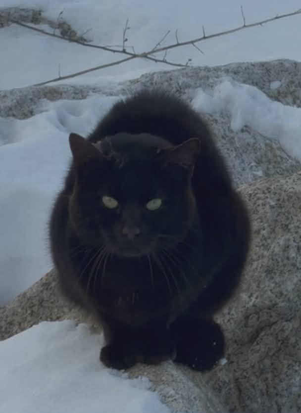 Enlarge Shadow, a ADOPTABLE Domestic Short Hair in Roslindale, MA image 5/5