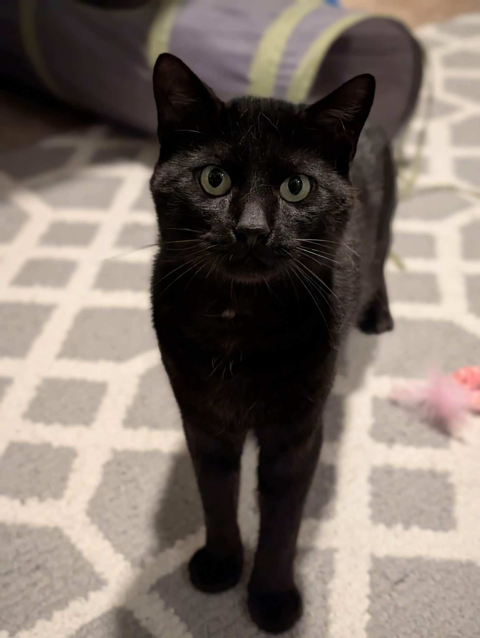 Enlarge Shadow, a ADOPTABLE Domestic Short Hair in Roslindale, MA image 3/5