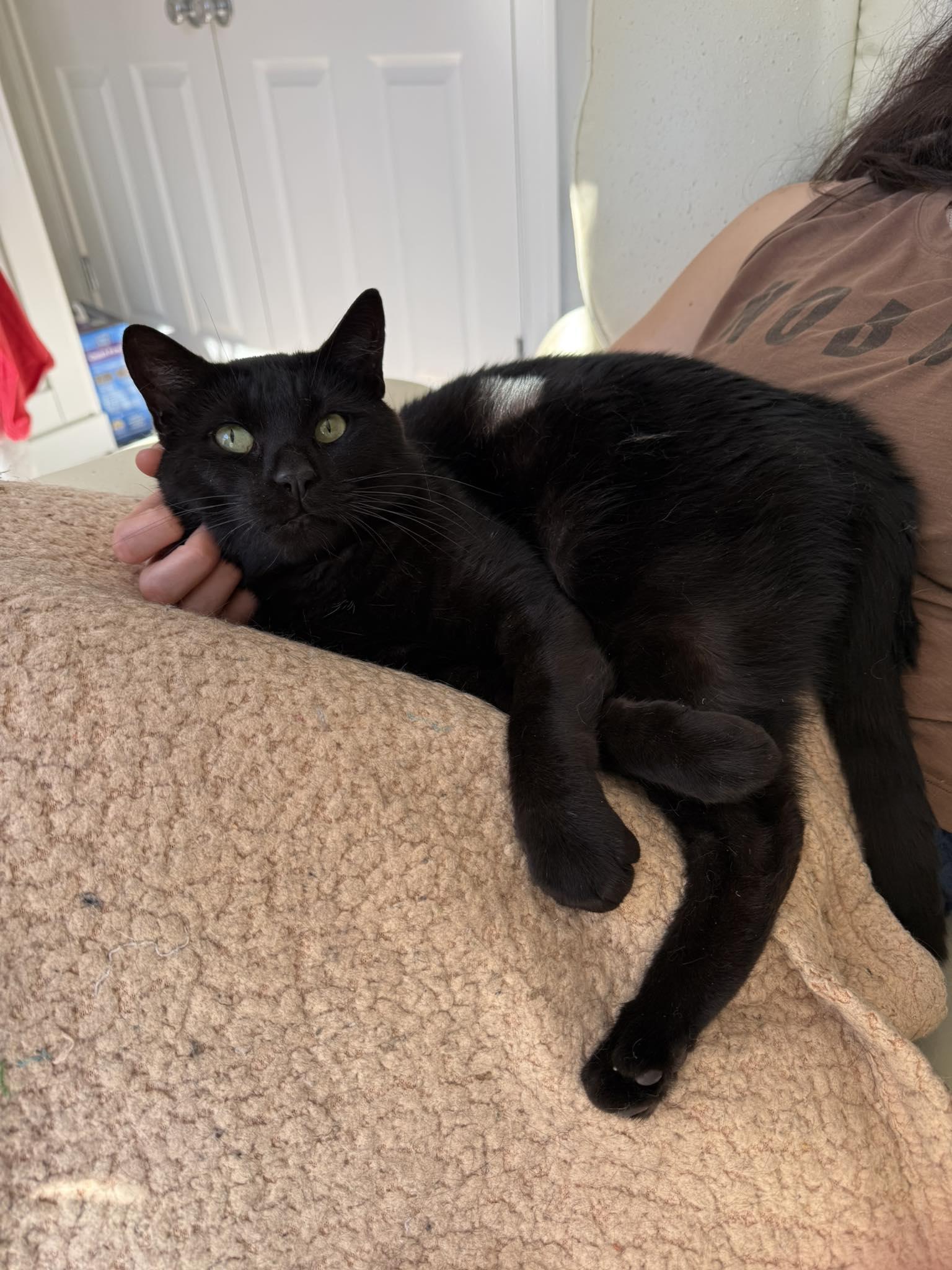 Enlarge Shadow, a ADOPTABLE Domestic Short Hair in Roslindale, MA image 2/5