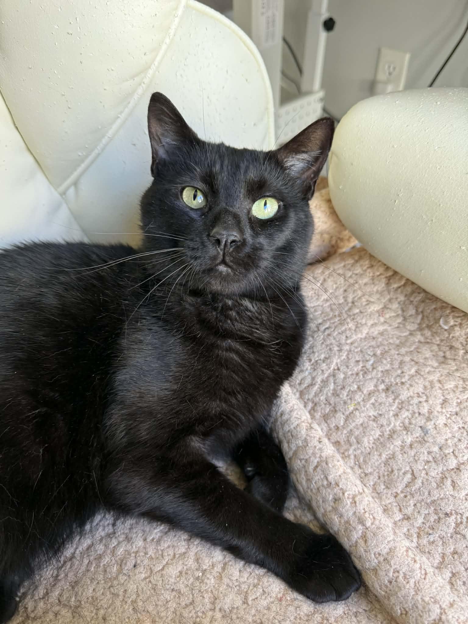 Shadow, ADOPTABLE, Adult Male Domestic Short Hair.