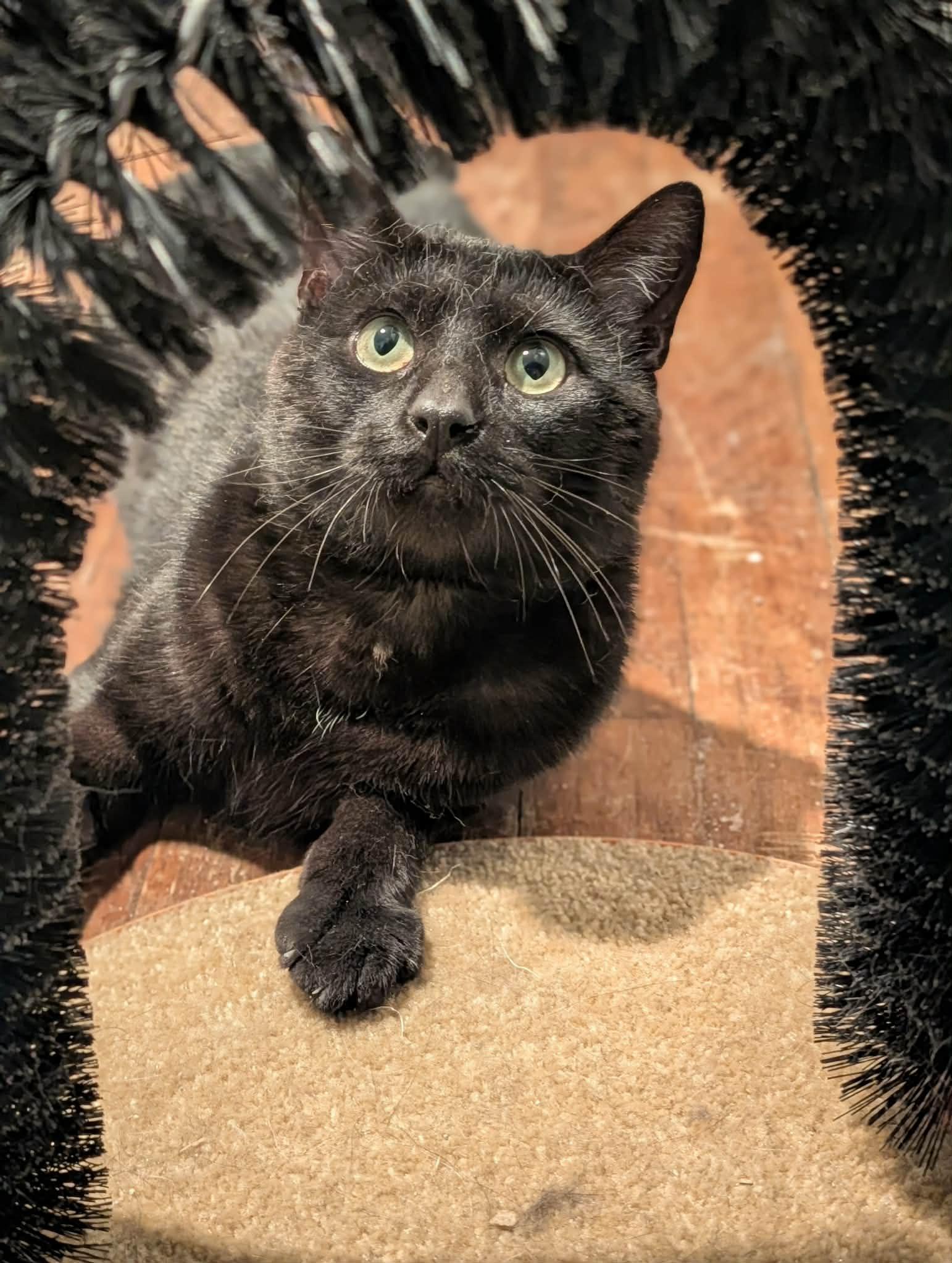 Enlarge Shadow, a ADOPTABLE Domestic Short Hair in Roslindale, MA image 4/5