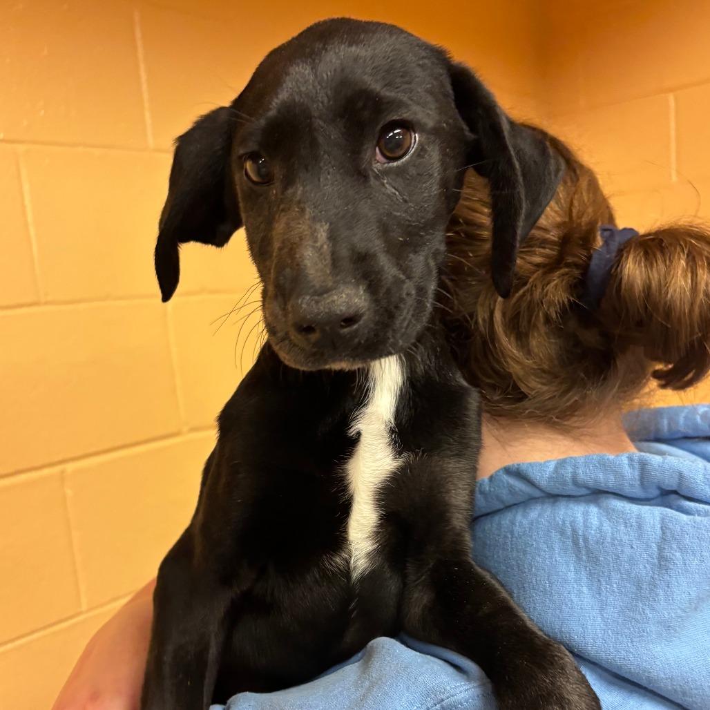 Ash, Adoptable, Puppy Male Mixed Breed.