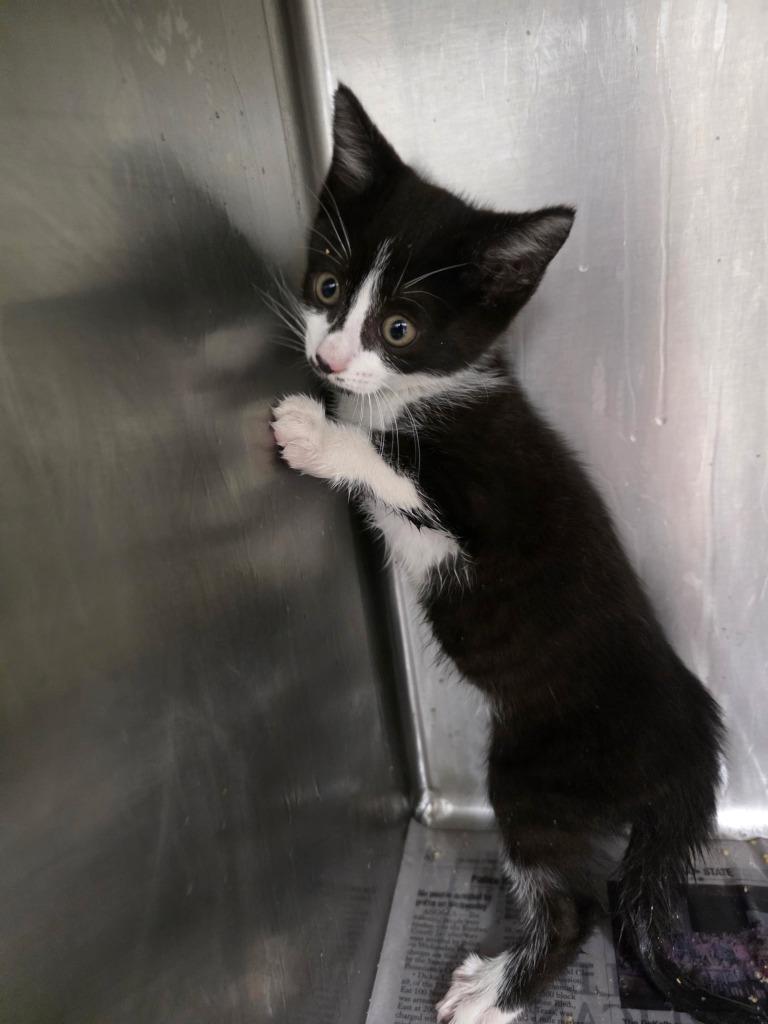 Enlarge Scoot, a Adoptable mixed breed in Angola, IN image 1/1