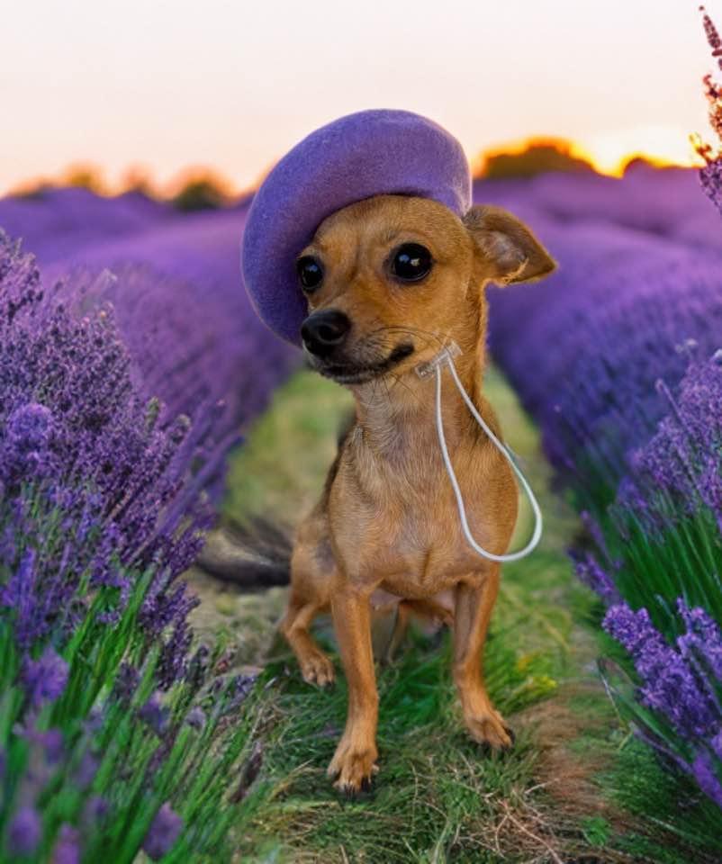 Fiona, an adoptable Chiweenie in Las Vegas, NV, 89117 | Photo Image 1