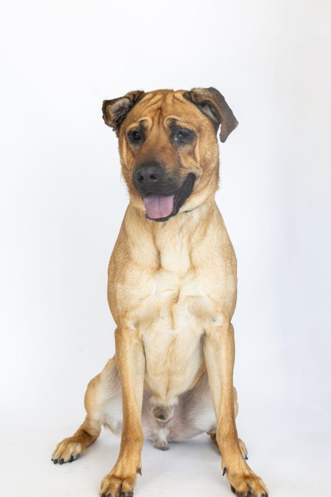Chewy, Adoptable, Adult Male Mixed Breed.