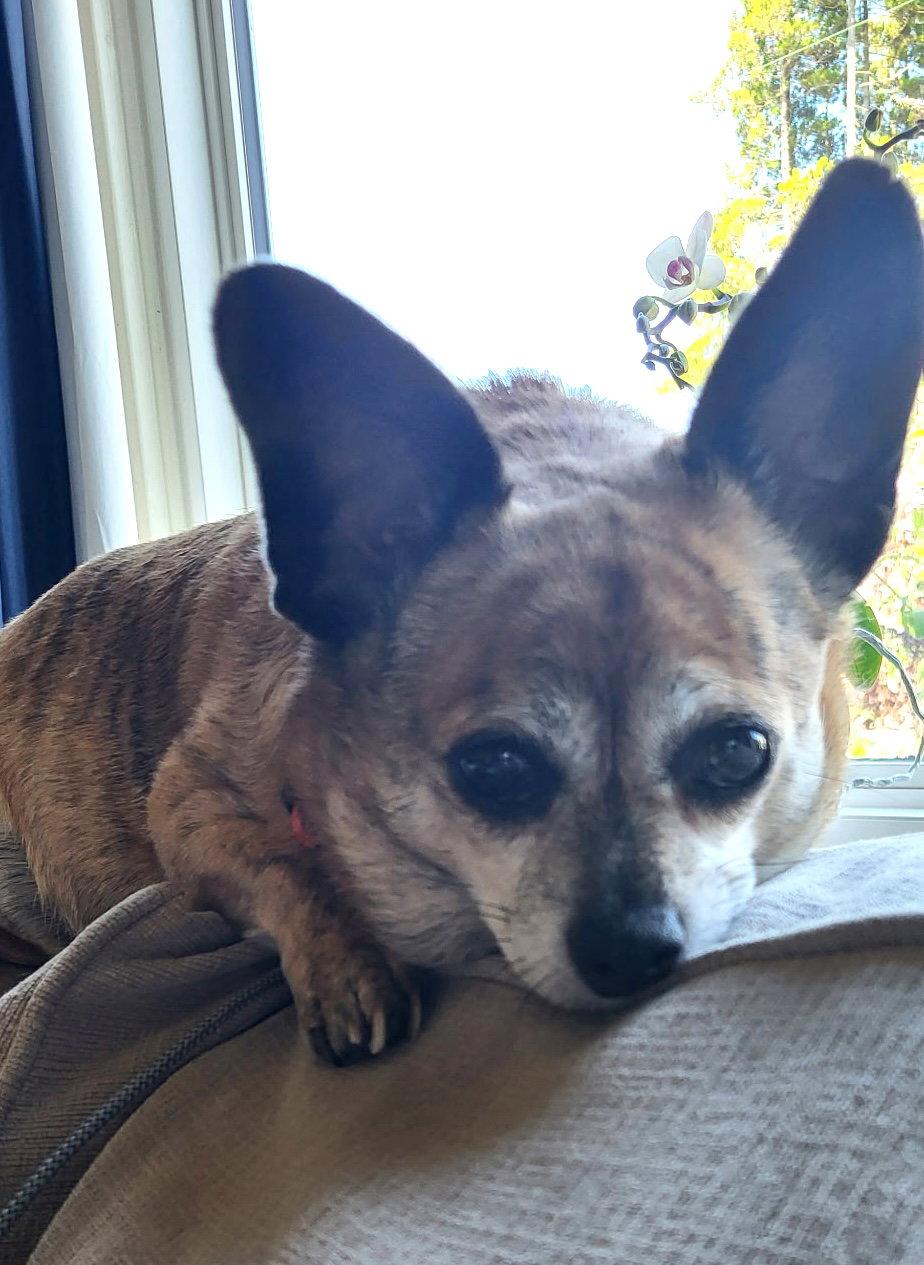 Enlarge Cici, a Adoptable Chihuahua in Seattle, WA image 1/2