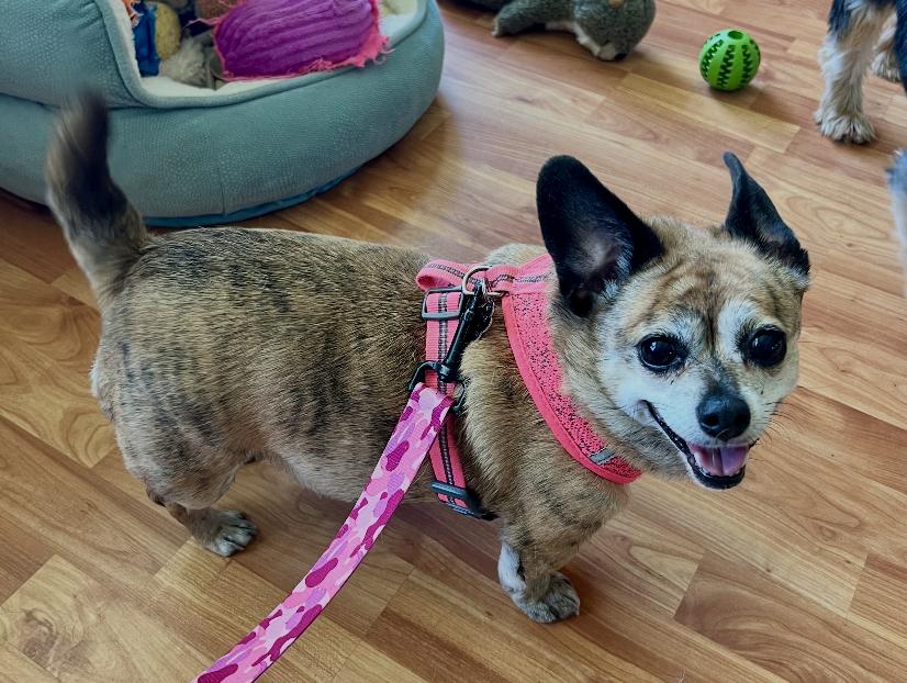Enlarge Cici, a Adoptable Chihuahua in Seattle, WA image 2/2