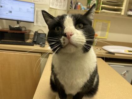 Mittens, Adoptable, Adult Male Domestic Short Hair.