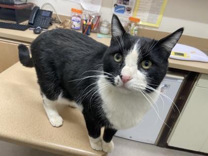 Enlarge Mittens, a Adoptable Domestic Short Hair in Boulder, CO image 2/2
