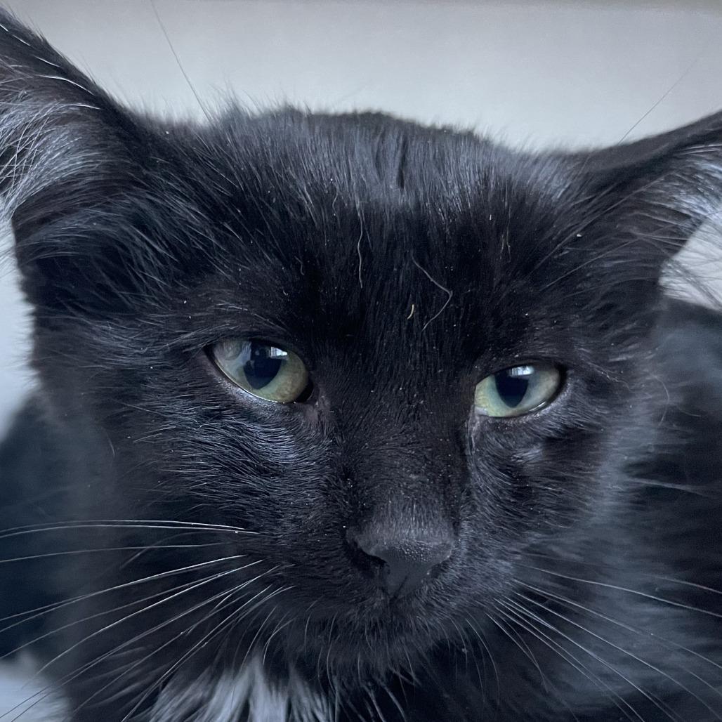 Mathias, Adoptable, Kitten Male Domestic Short Hair.