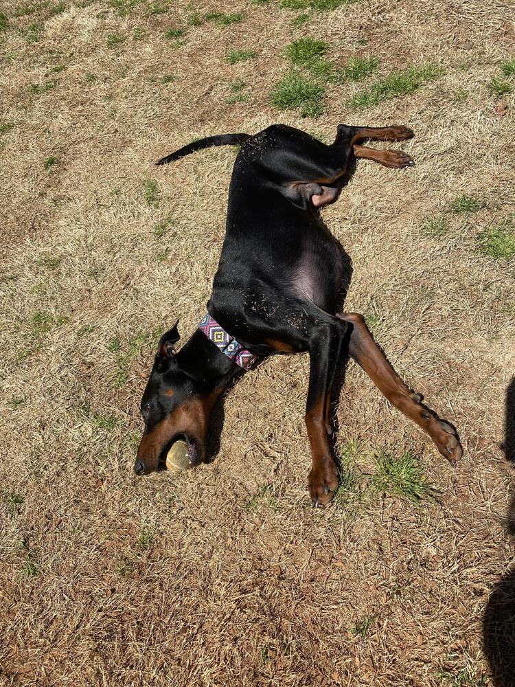 Enlarge Sam, a Adoptable Doberman Pinscher in Douglasville, GA image 1/2