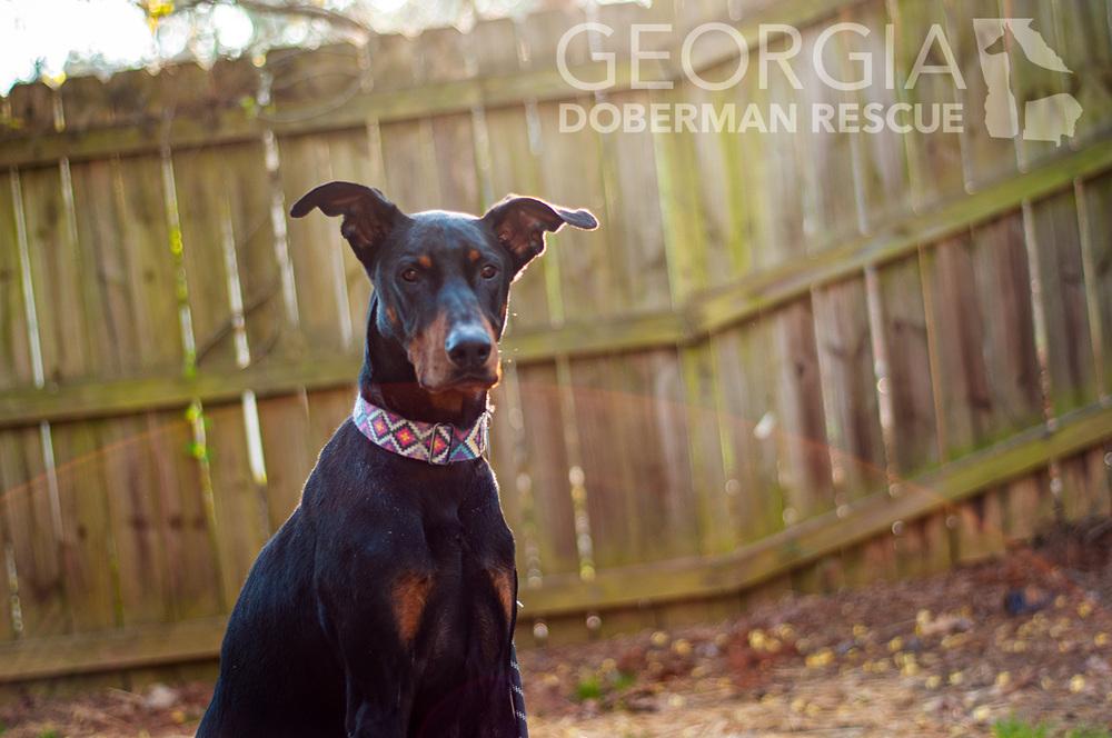 Sam, Adoptable, Adult Male Doberman Pinscher.