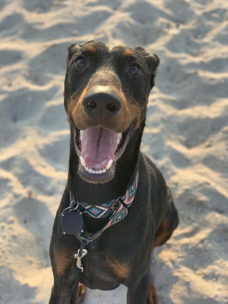 Enlarge Sam, a Adoptable Doberman Pinscher in Douglasville, GA image 2/4