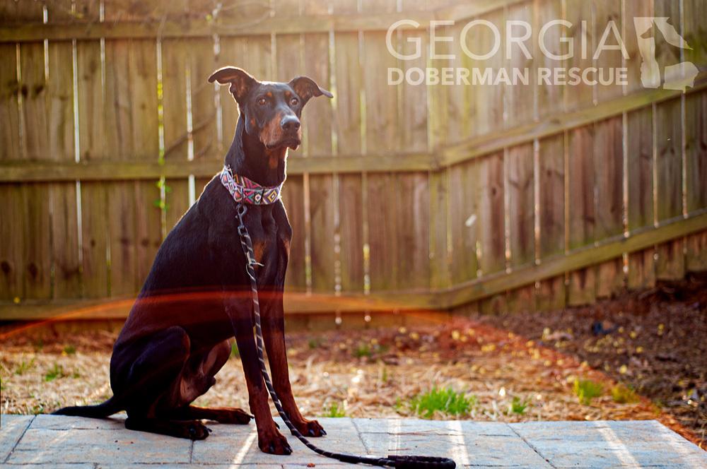 Enlarge Sam, a Adoptable Doberman Pinscher in Douglasville, GA image 3/4