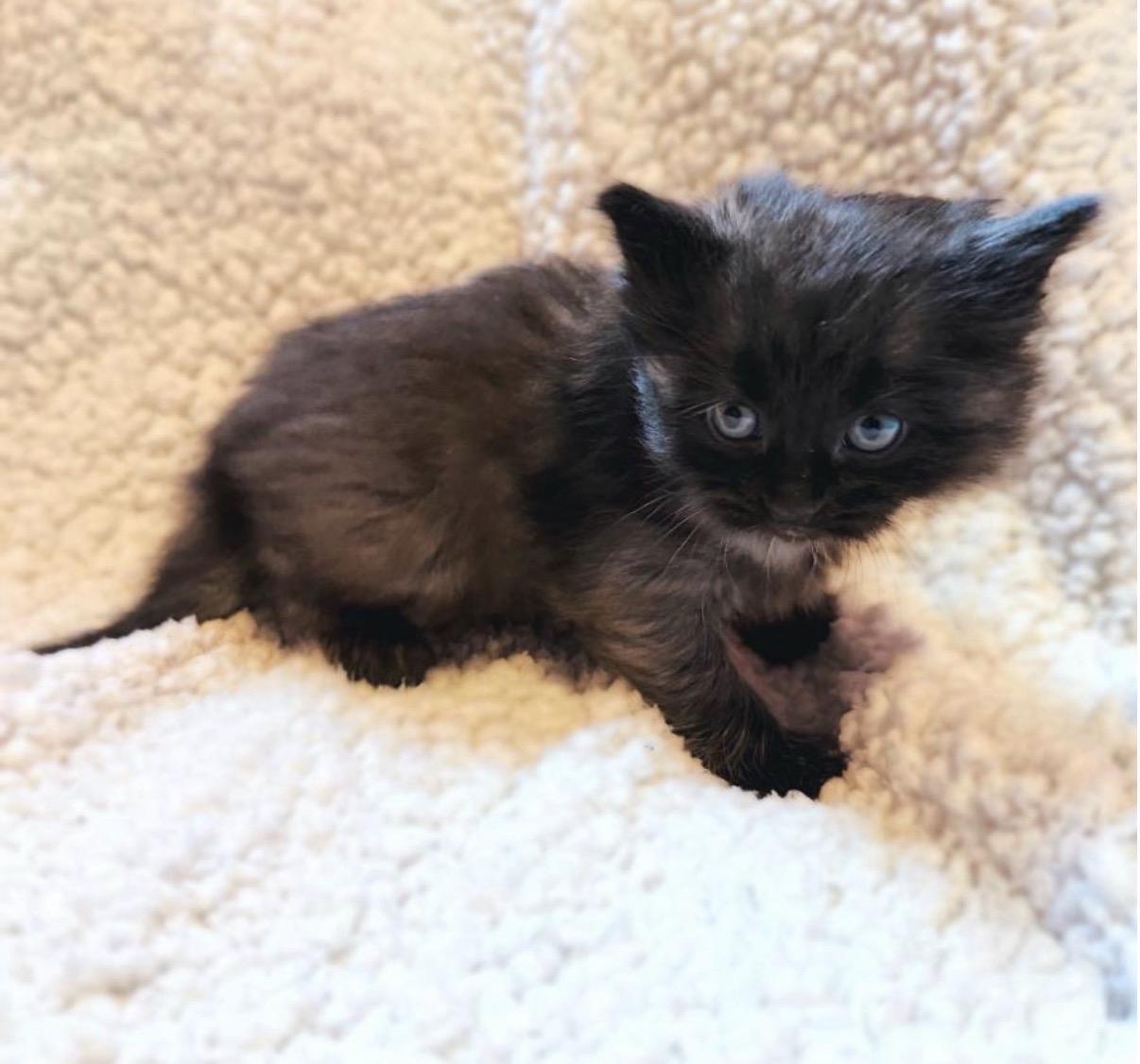 Enlarge Cole, a ADOPTABLE mixed breed in Morristown, TN image 2/3