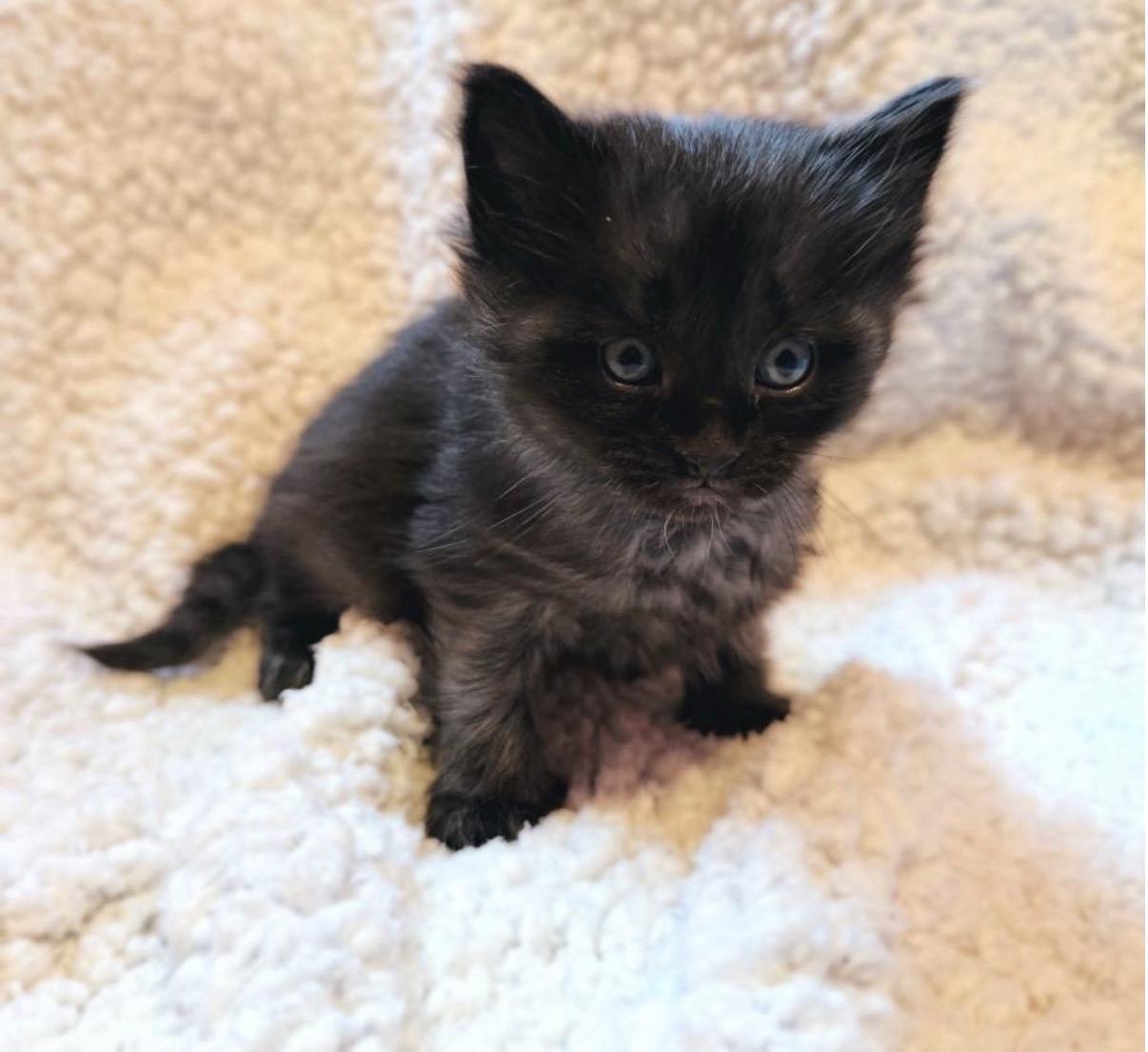 Cole, ADOPTABLE, Kitten Male Maine Coon.