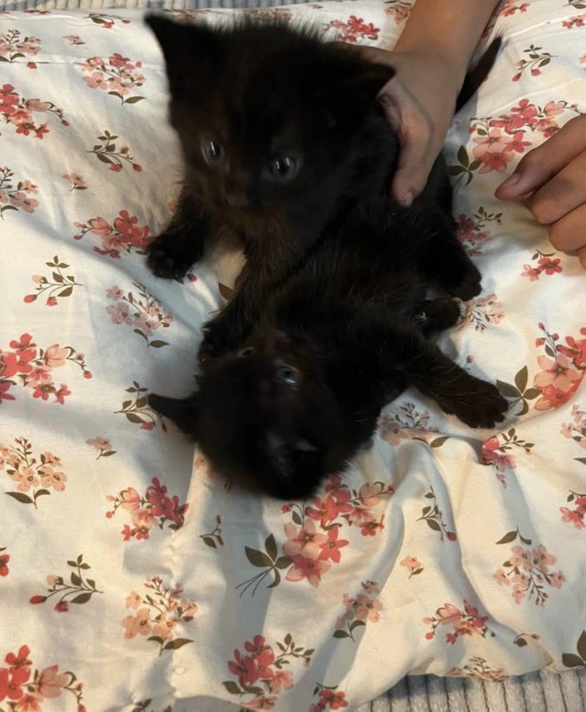 Cole, adopted, Kitten Male Maine Coon.