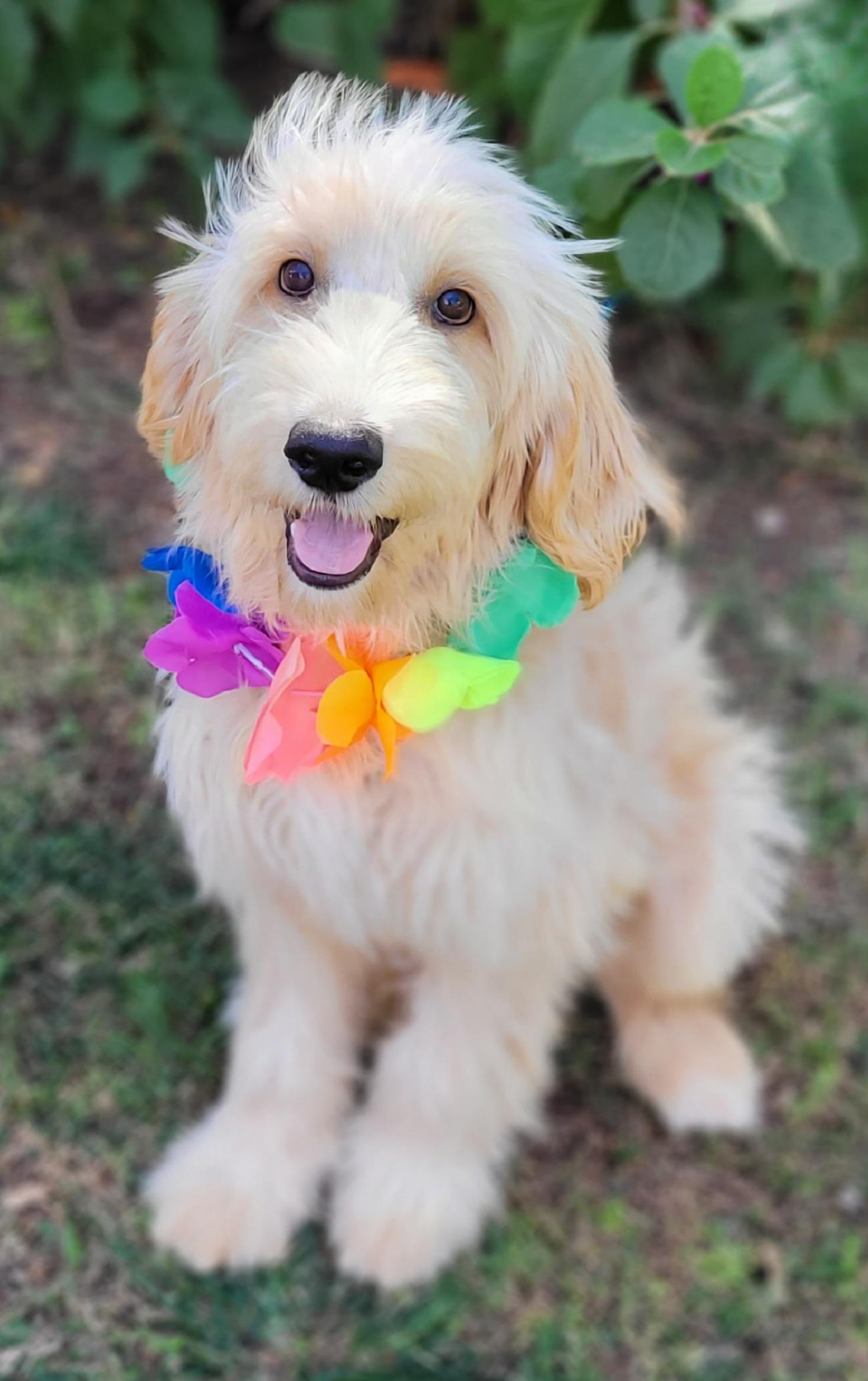 Enlarge Waxahachie Adoption Pending, an adopted Goldendoodle in Vernon, TX image 1/4
