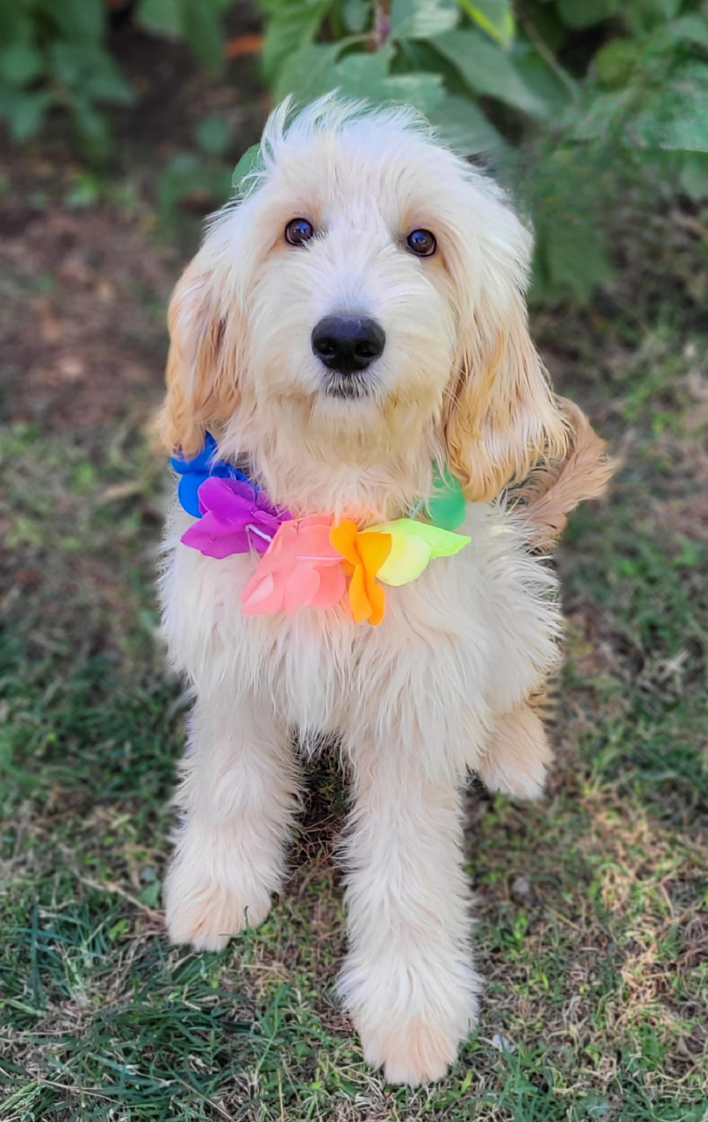 Enlarge Waxahachie Adoption Pending, an adopted Goldendoodle in Vernon, TX image 2/4