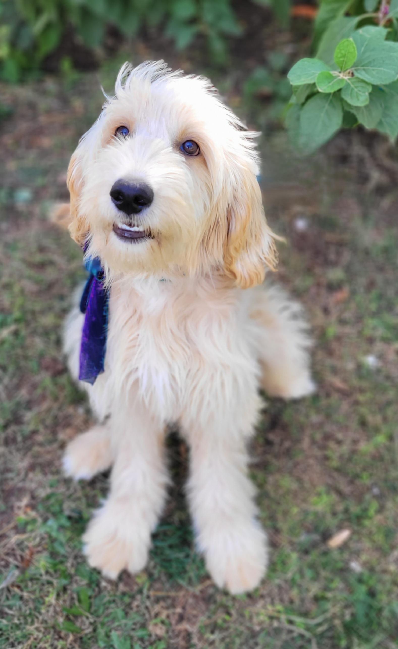 Enlarge Waxahachie Adoption Pending, an adopted Goldendoodle in Vernon, TX image 3/4
