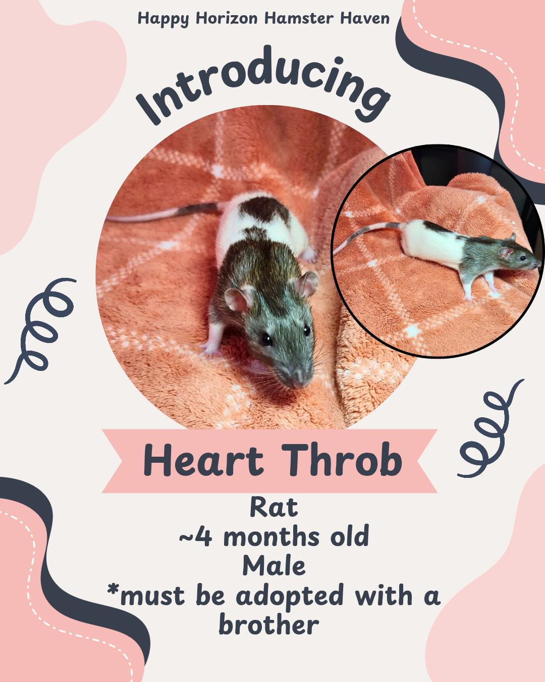 Enlarge Heart Throb, a ADOPTABLE Rat in West Chester, OH image 1/1