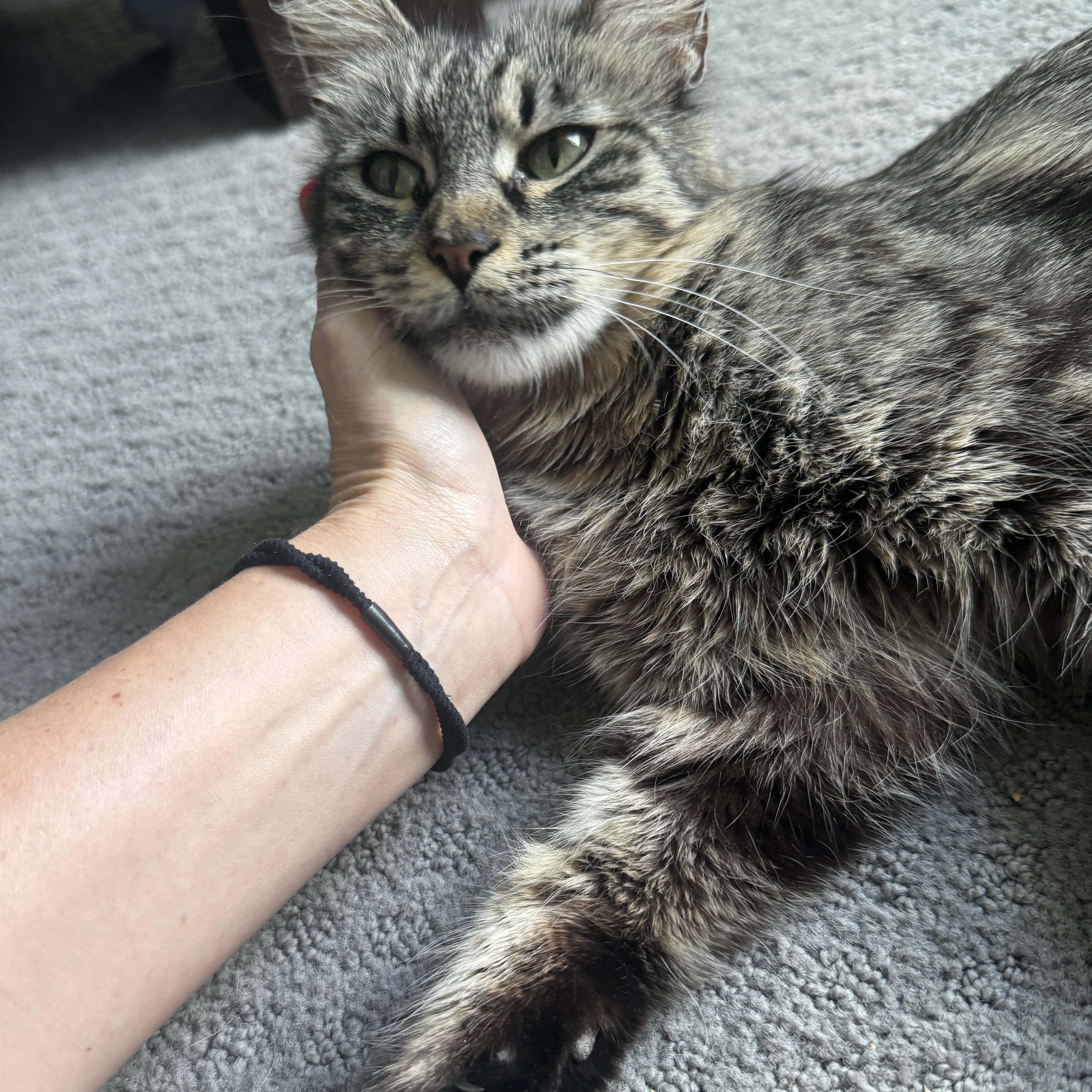 Enlarge M.C., a Adoptable Maine Coon in Richardson, TX image 2/5