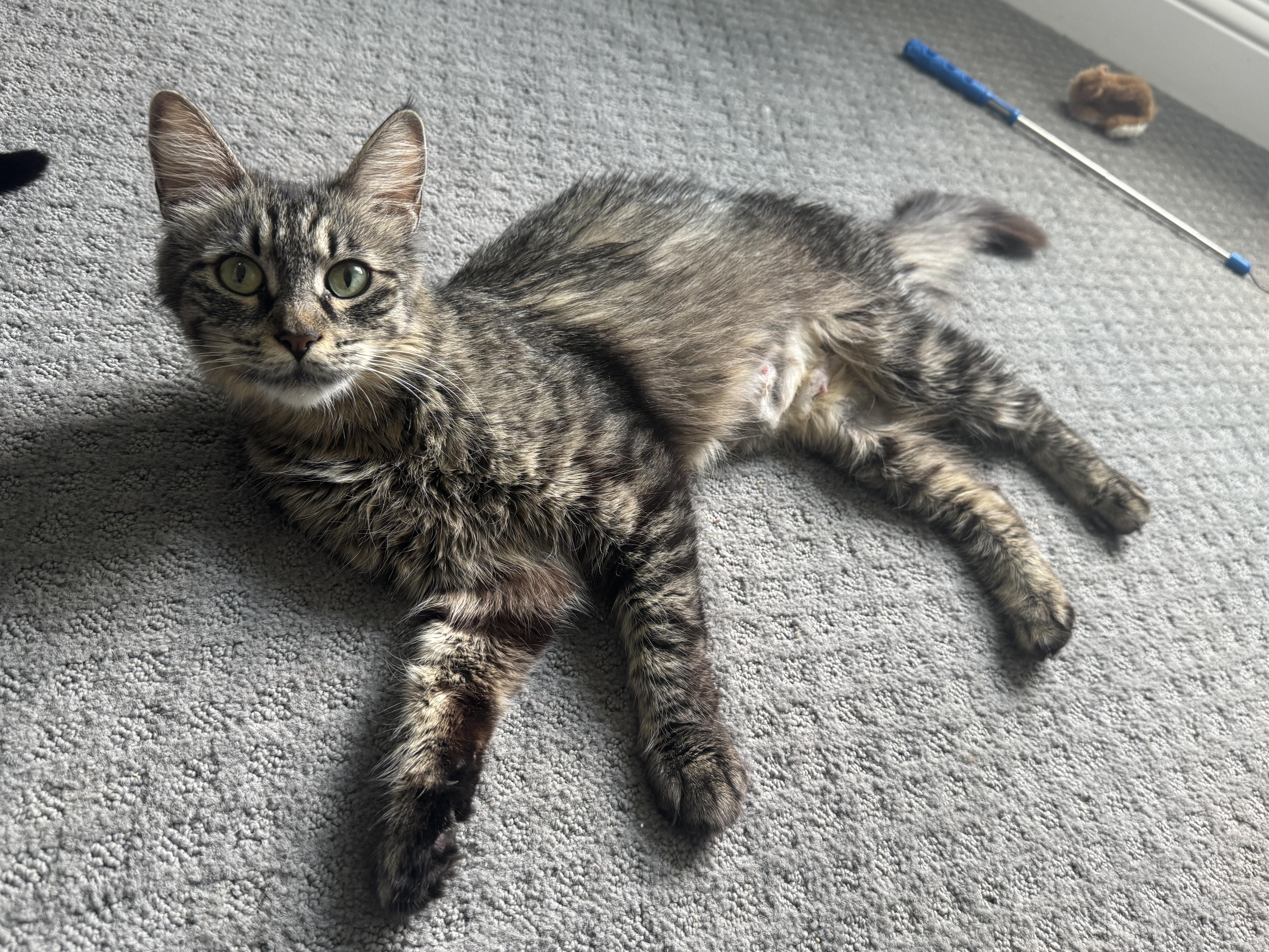 M.C., Adoptable, Young Female Maine Coon.