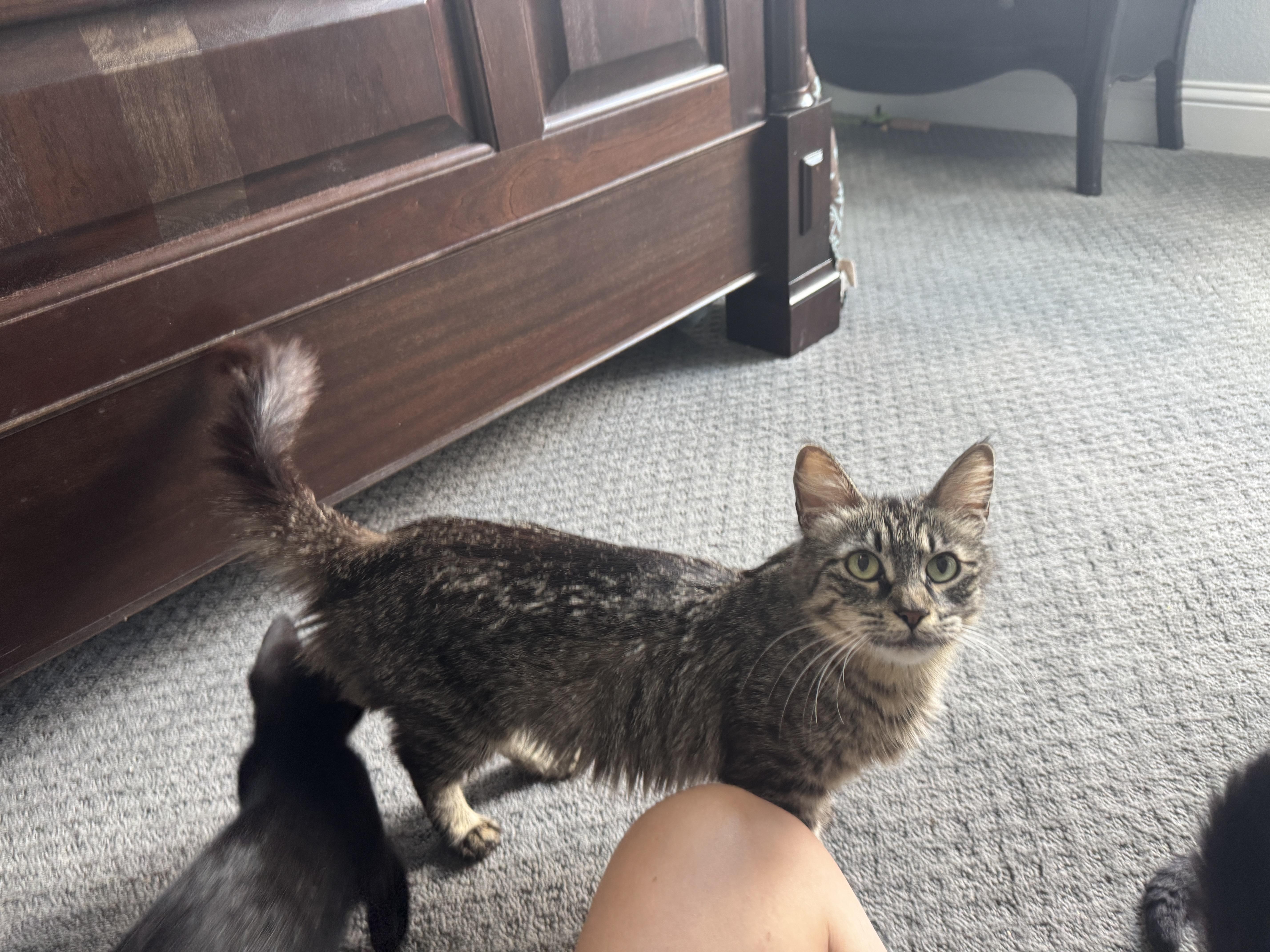 Enlarge M.C., a Adoptable Maine Coon in Richardson, TX image 3/5