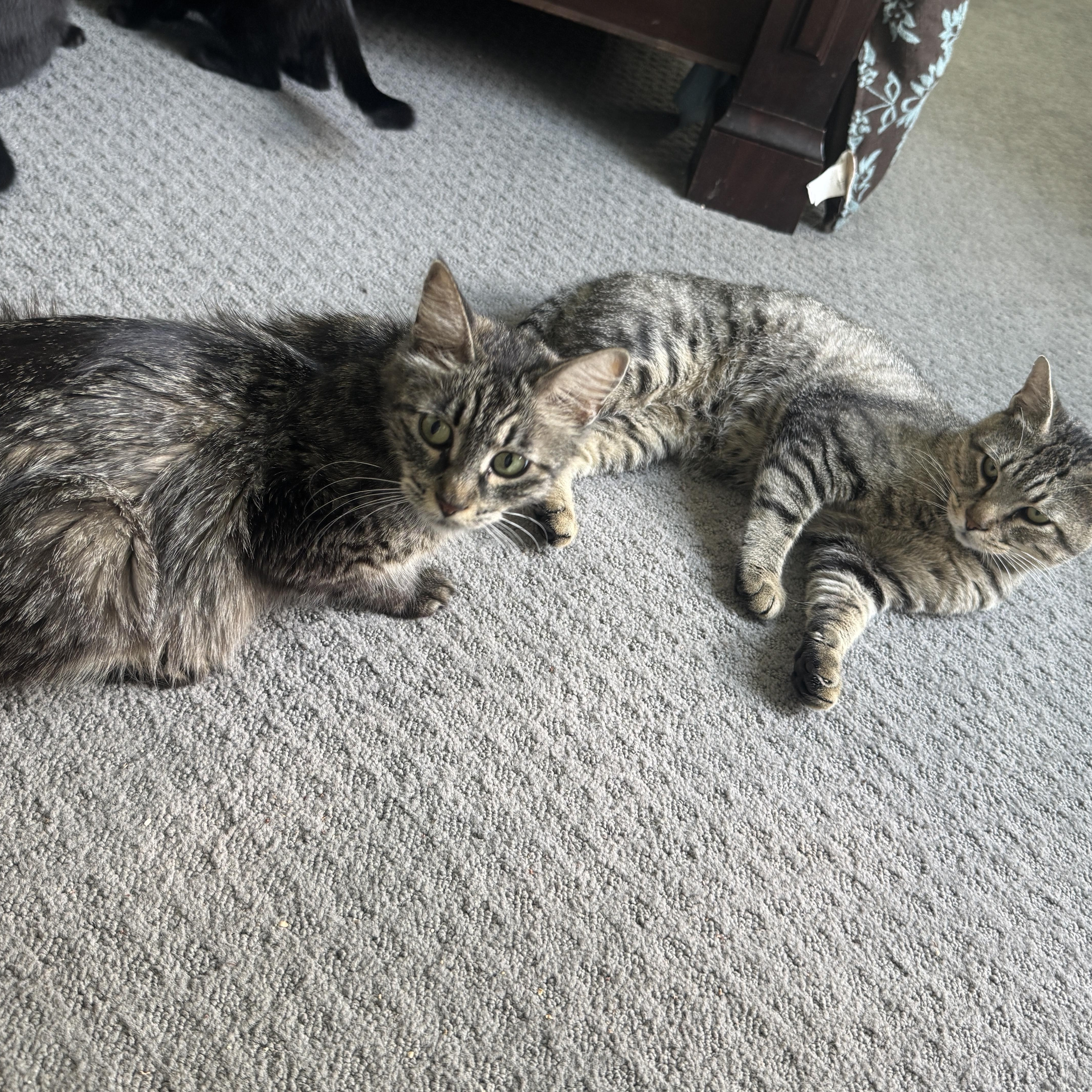 Enlarge M.C., a Adoptable Maine Coon in Richardson, TX image 4/5