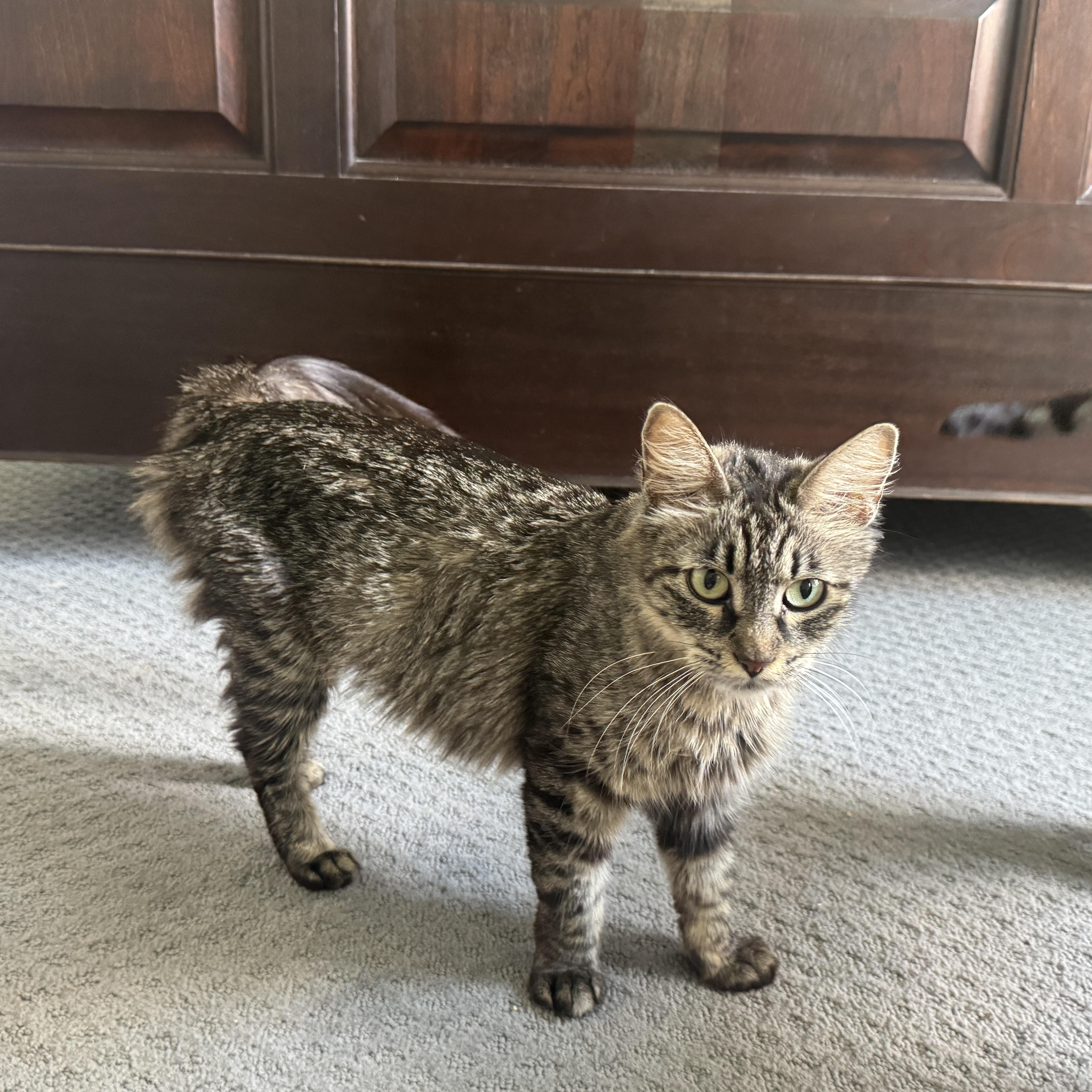 Enlarge M.C., a Adoptable Maine Coon in Richardson, TX image 5/5
