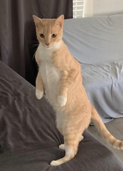 Rocky Balboa, Adoptable, Young Male Domestic Short Hair & Domestic Short Hair.