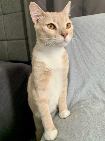 Enlarge Rocky Balboa, a Adoptable mixed breed in San Diego, CA image 2/3