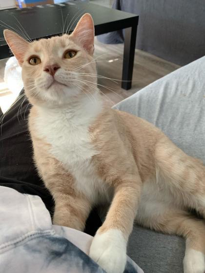 Enlarge Rocky Balboa, a Adoptable mixed breed in San Diego, CA image 3/3