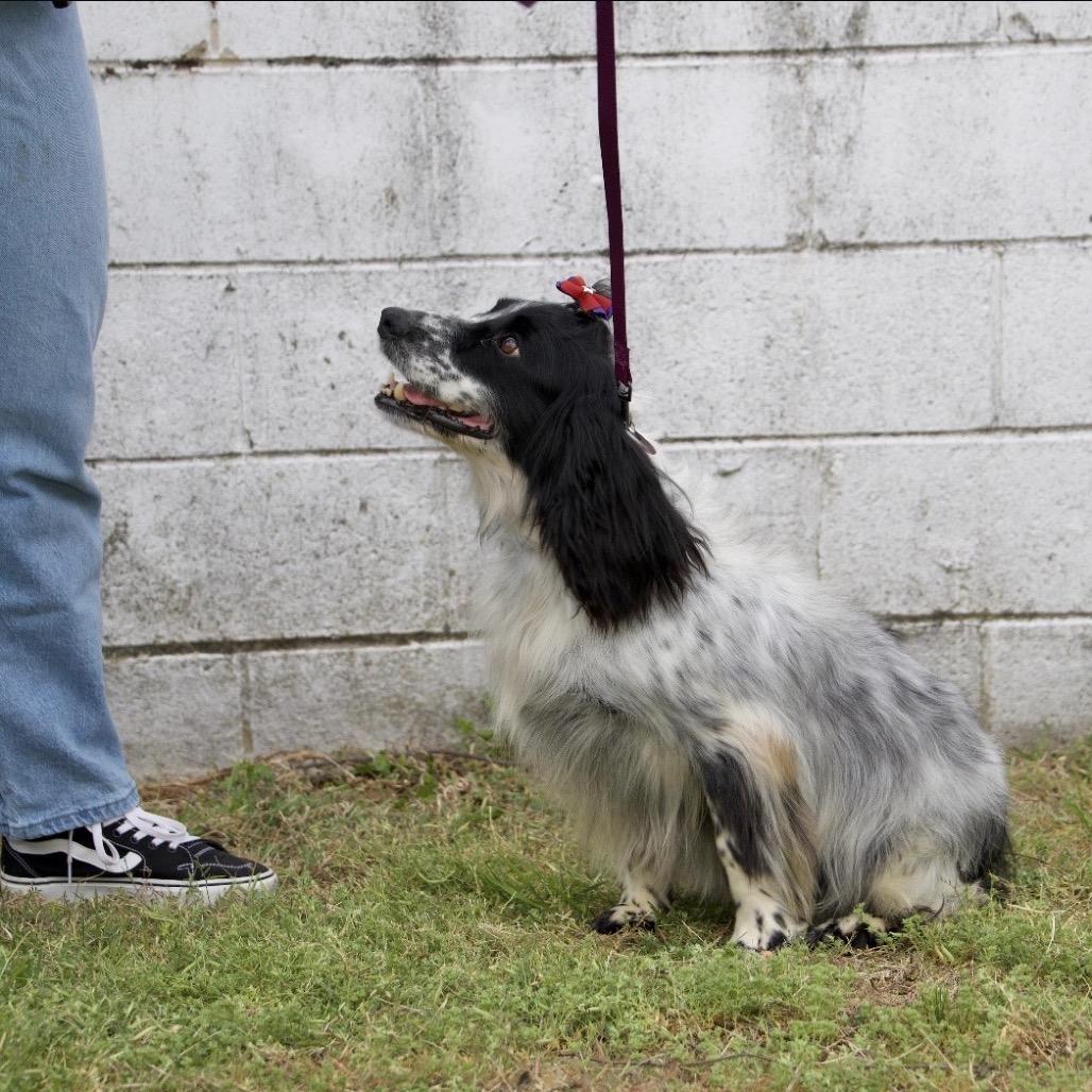 Enlarge DORA, a Adoptable English Springer Spaniel in Berlin, NJ image 3/6