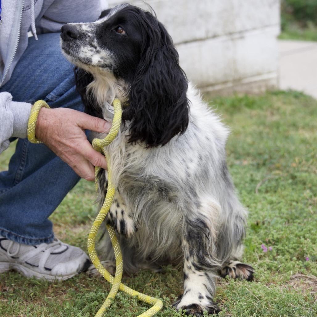 Enlarge DORA, a Adoptable English Springer Spaniel in Berlin, NJ image 4/6