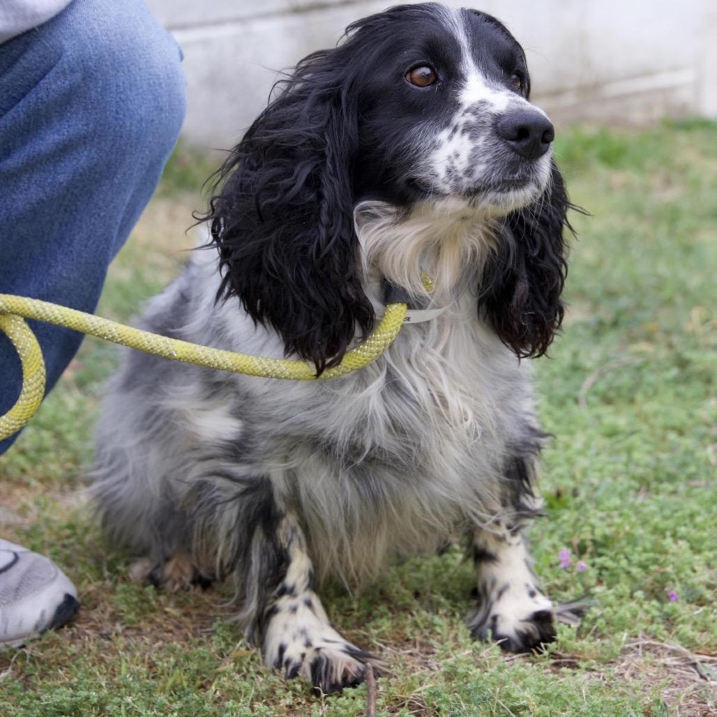 DORA, Adoptable, Adult Female English Springer Spaniel.